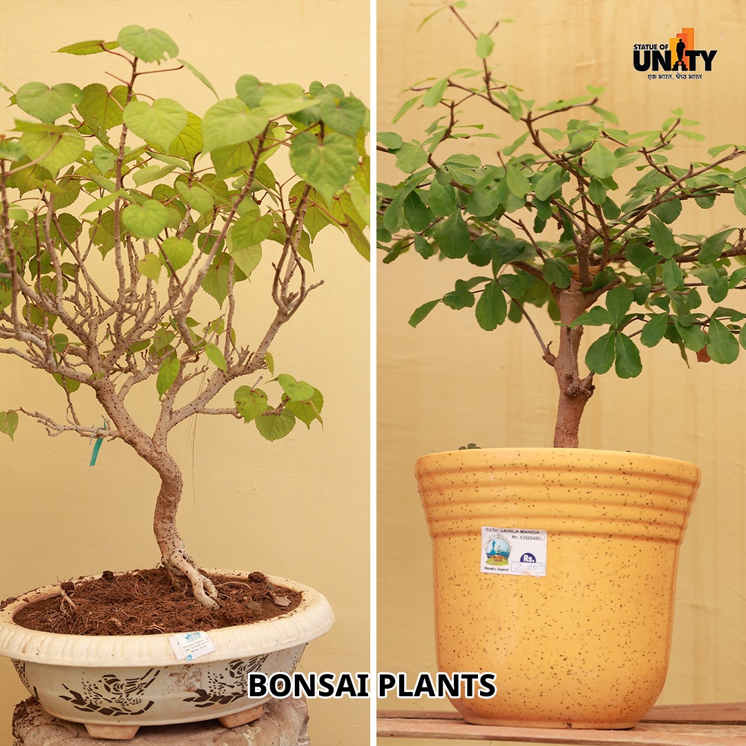 souindia's tweet image. Exploring Unity in Diversity at #EktaNagar
From the towering #StatueOfUnity to the delicate beauty of Bonsai and Hydroponic wonders.

#UnityInNature #gujarat