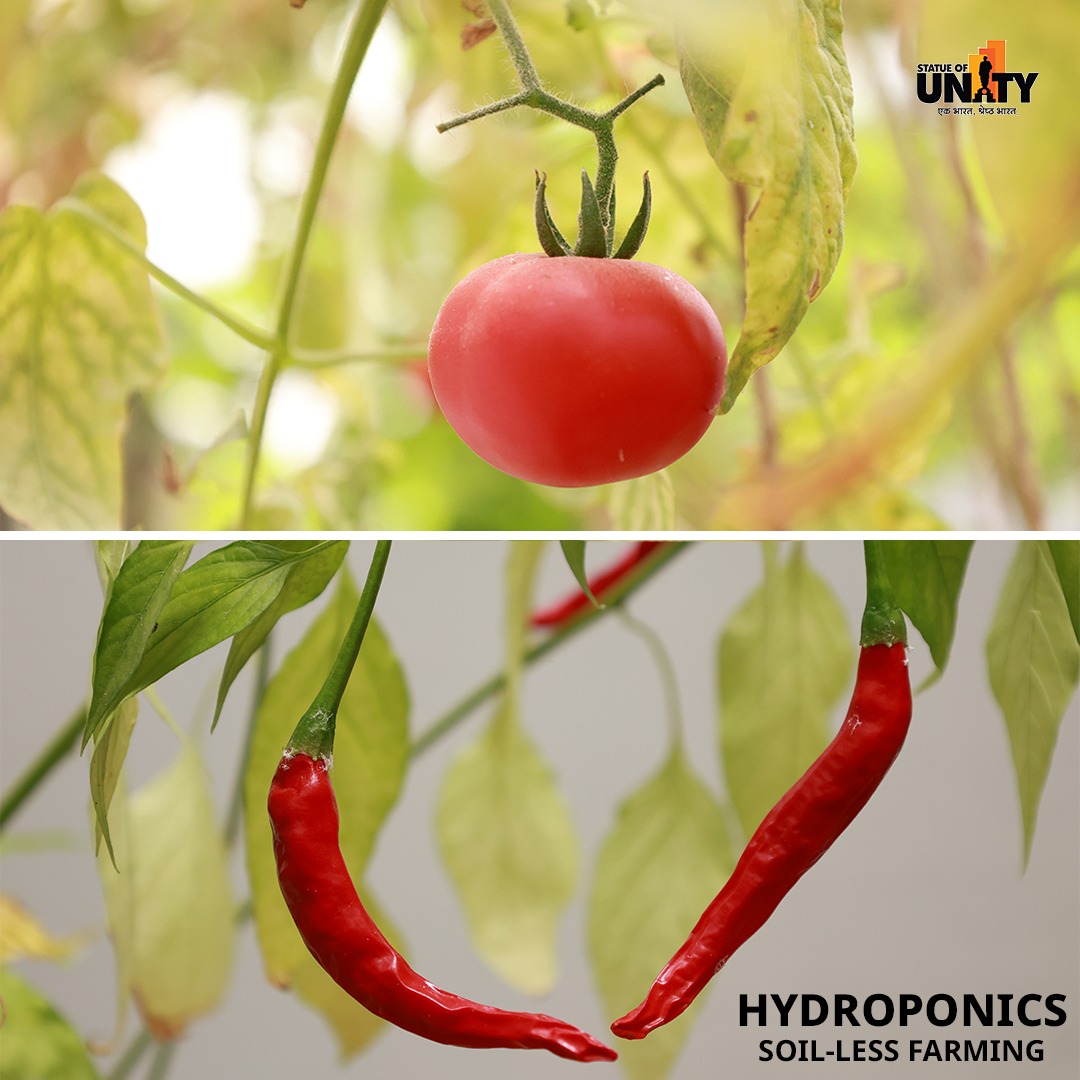 souindia's tweet image. Exploring Unity in Diversity at #EktaNagar
From the towering #StatueOfUnity to the delicate beauty of Bonsai and Hydroponic wonders.

#UnityInNature #gujarat