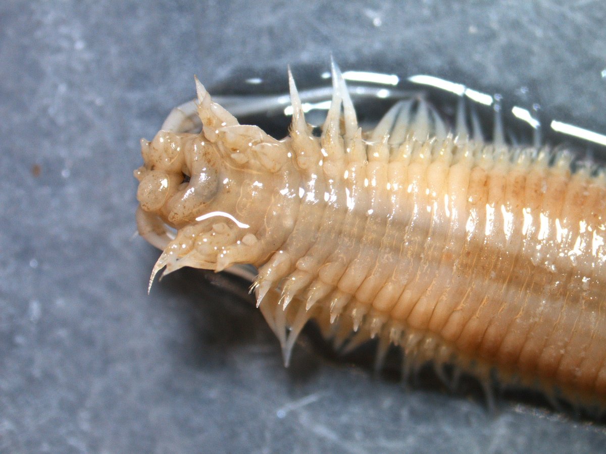 Coastal Conservation and Restoration Ecology Lab tweet media