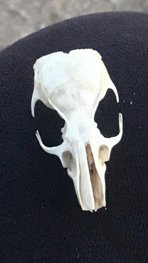 Deniz kıyısında buldum. Fikri olan var mı?