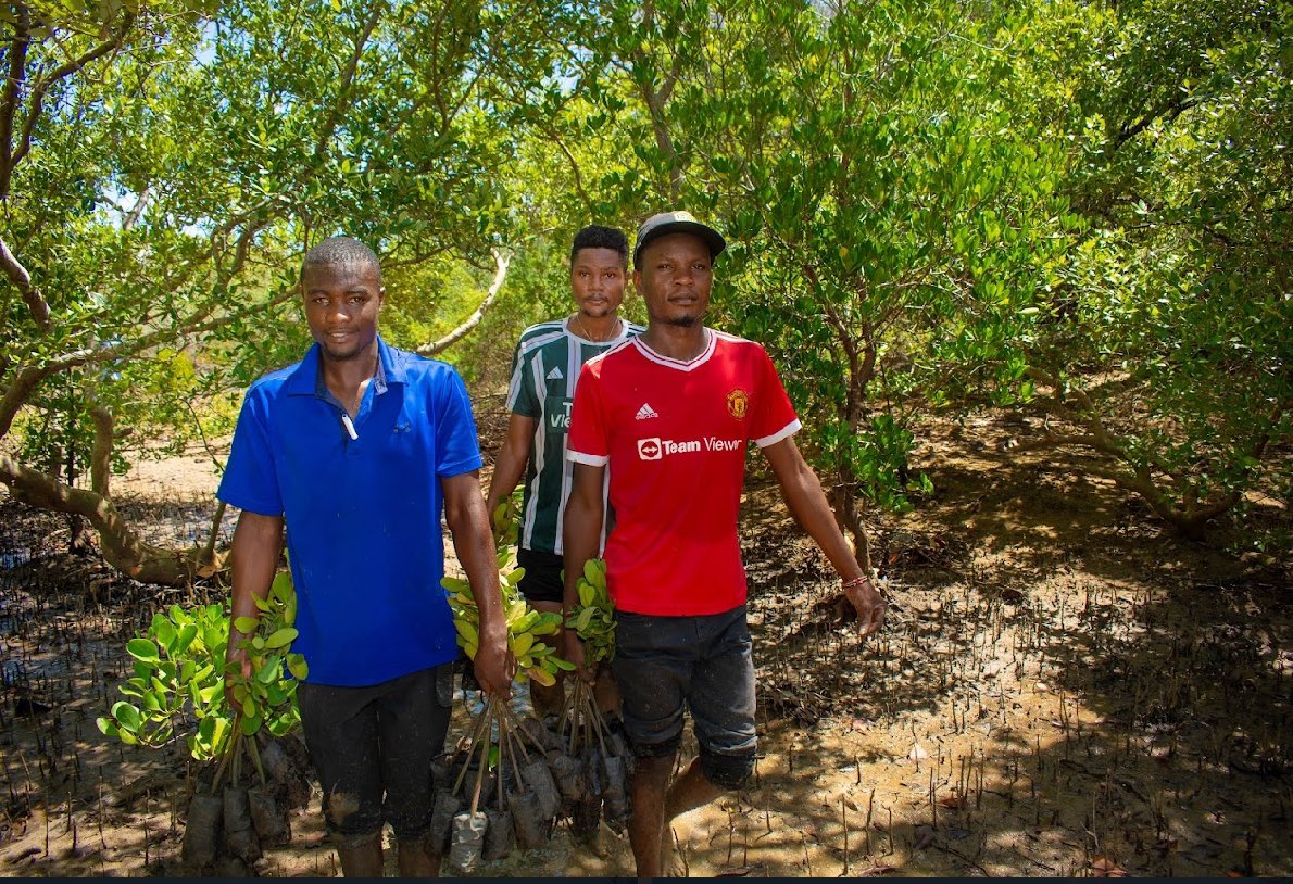 Mangroves are currently threatened by a host of anthropogenic pressures including pollution land take infilling aquaculture and urbanisation @KCCGP_ is advocating for conservation and restoration of mangroves along kilifi creek the group is dedicated to plant #60MillionMangroves