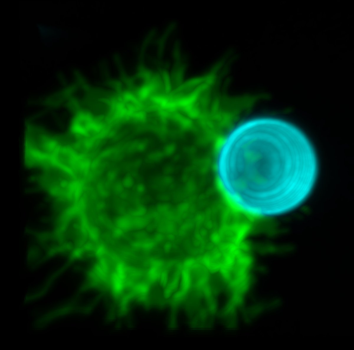 Learn how professors and students are using the new spinning disk confocal microscope in the Park Science Building. mawr.life/microscope #microscope #science