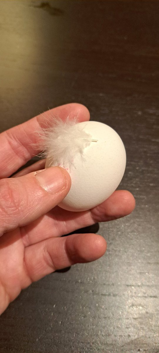 Ein echtes Bio-Ei erhält man mit echter Bio Feder 🐔🐣🥚

Tut uns Leid, DGE. Ein EI gehört JEDEN TAG AUF DEN TISCH. Nicht einmal pro Woche. Wir machen Ernährungstherapie. Keine Umweltpolitik. Wir haben ernährungswissenschaftliche FAKTEN und keine Zukunftshypothesen im Blick.