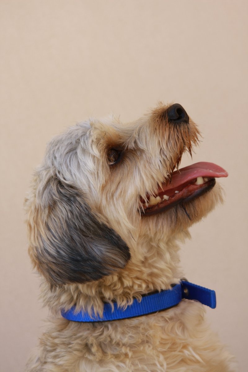 HamalaViews's tweet image. 13 years ago we rescued our 1st dog in the Middle East, Then a 2nd, then a 3rd. In between a cat turned up. We've travelled 2 continents &amp;amp; 3 countries. All 3 dogs have gone in 7 weeks. The cat continues. Tonight Max left us. What a chap he was.....we are broken.