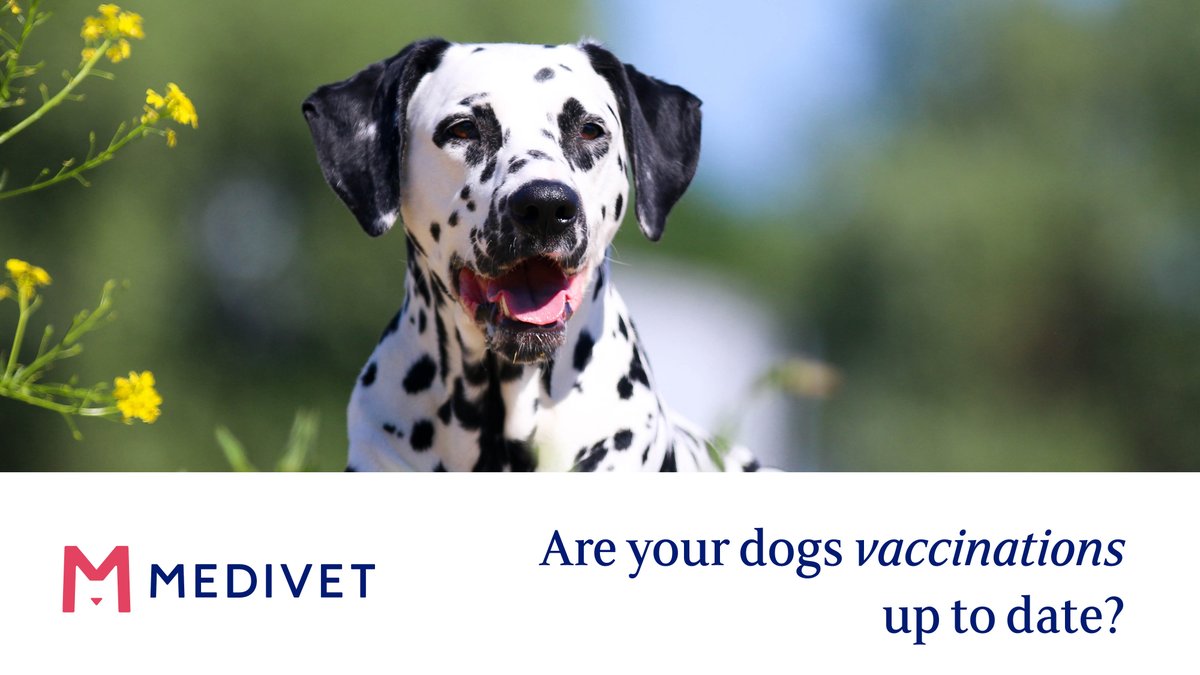 Regular vaccinations are essential for keeping your dog protected from potentially fatal diseases such as parvovirus, canine hepatitis and kennel cough. Certain diseases require booster vaccinations every year. Read more about dog vaccinations here: bit.ly/3wOzpz3