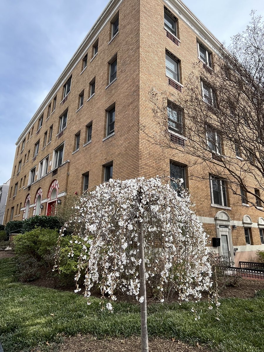 Cherry blossoms at the home of @CornellBPP @CornellinWashDC