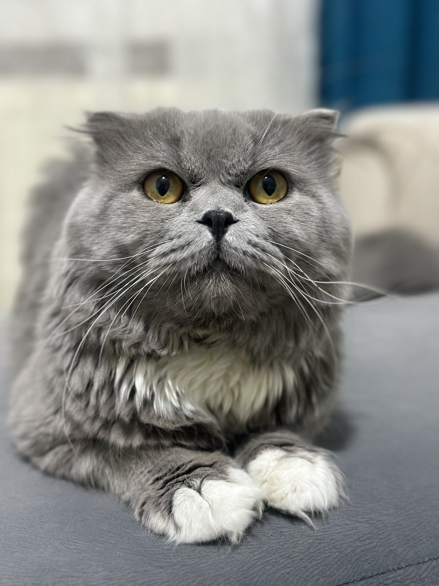 Alpaguu00's tweet photo. #kedi #iyigeceler #hayvanlarisevin https://t.co/aCzm3cFkWx