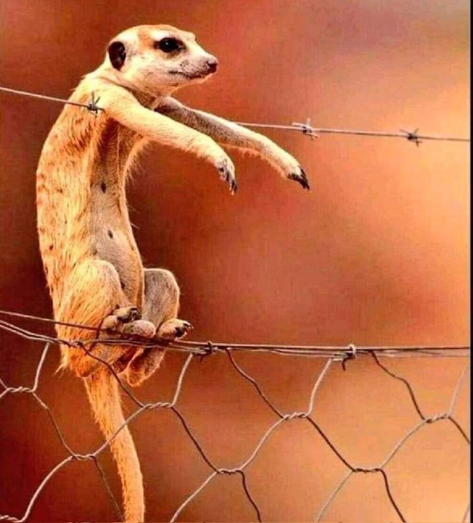 zorany_si's tweet photo. Eskem paka dòmi toutouni ak yon patnèm ? https://t.co/skeM4RC1OO