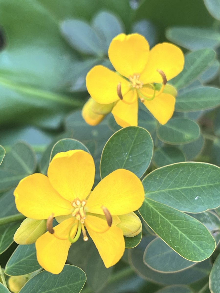 Drops of sunshine that make you think of them