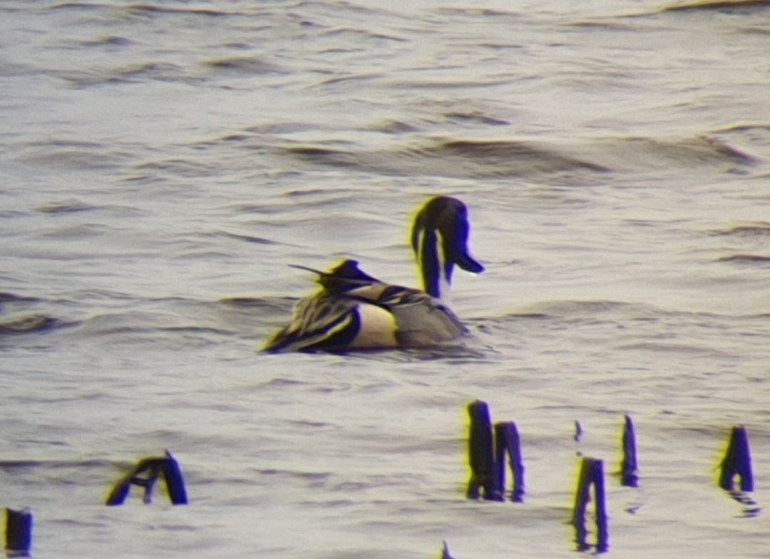battybirder's tweet photo. Had a wee trip down to Yetholm Loch today hoping to catch up with the drake smew. Not only was he showing nicely, but there was also a redhead smew, woodcock, whooper swans, &amp; a bonus pair of pintails. Nice!
@Birding_Borders @EdinburghNats @CasualBirderPod 
#rubbishphonescoping https://t.co/uTq4oh43CI
