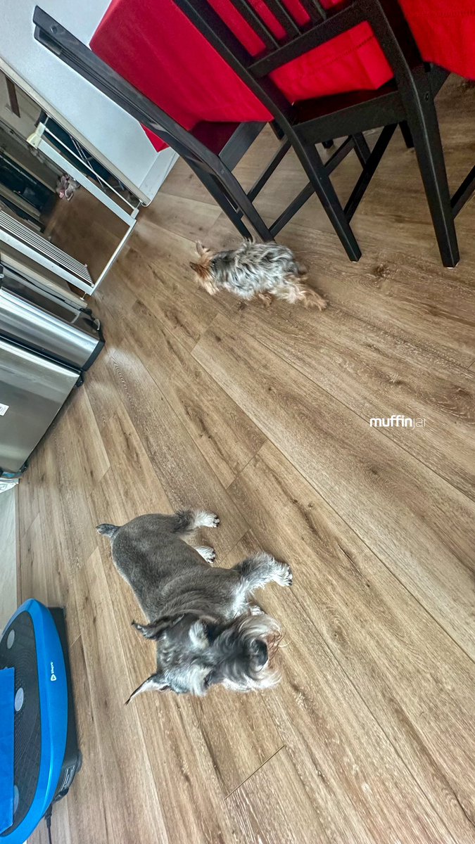 muffinjai's tweet photo. The dynamic duo of doggy kinship! π³
The same penchant for squirrel-chasing in the backyard. πΏοΈ #FurFamily #LivingUnderOneWoof π‘ #HaciendaHeights #LosAngeles #SoCal #California π΄πΊπΈ #DogsOfLosAngeles #DogsOfLA #DogsOfSoCal #DogsOfCalifornia πΆπΎ #MiniatureSchnauzer #Schnauzer https://t.co/0GVO045dju
