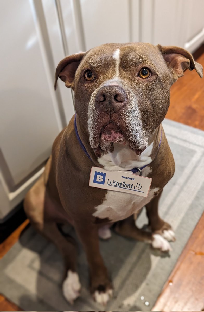 viperhrdtp's tweet photo. #EmployeeOfTheMutt #superchewer #barkbox https://t.co/ZZgH7qme6K