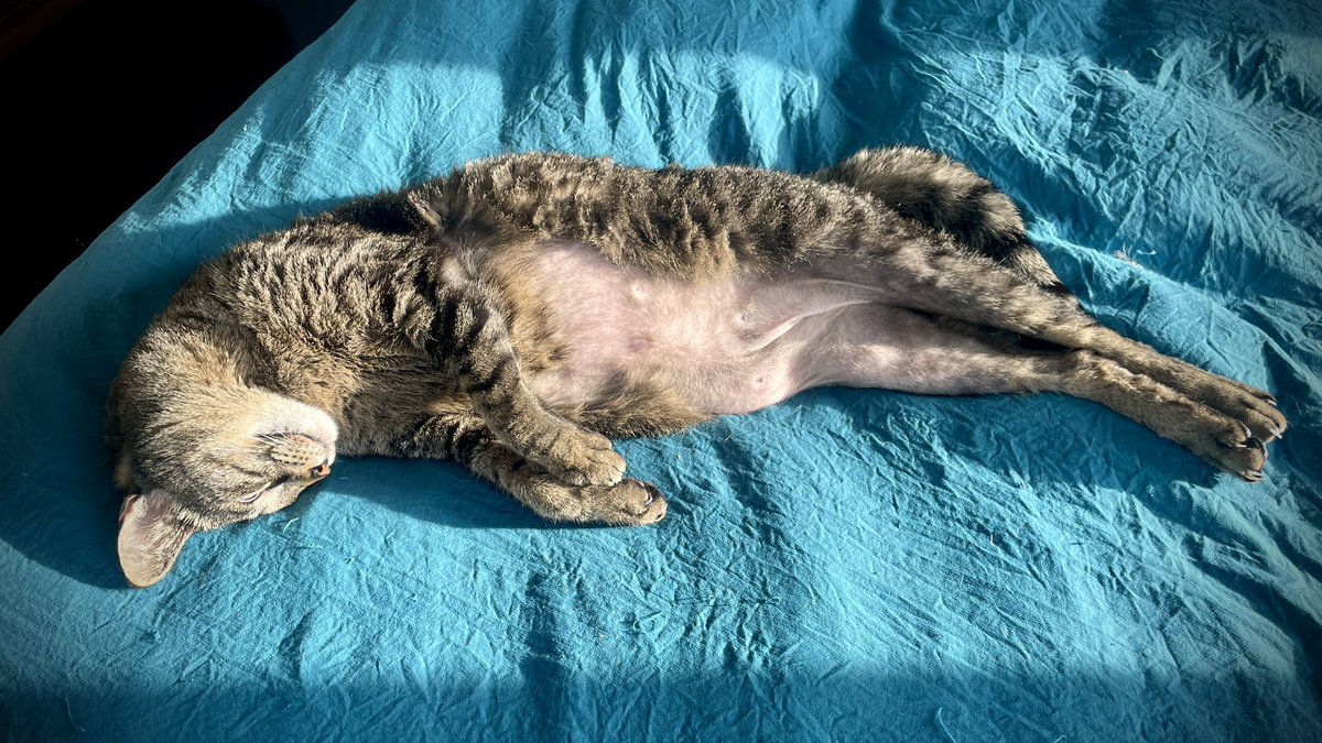 shepard_tina's tweet photo. Lyric is channeling all of Seattle soaking in the sun. #fauxspring #wawx https://t.co/j5fyh2eCju