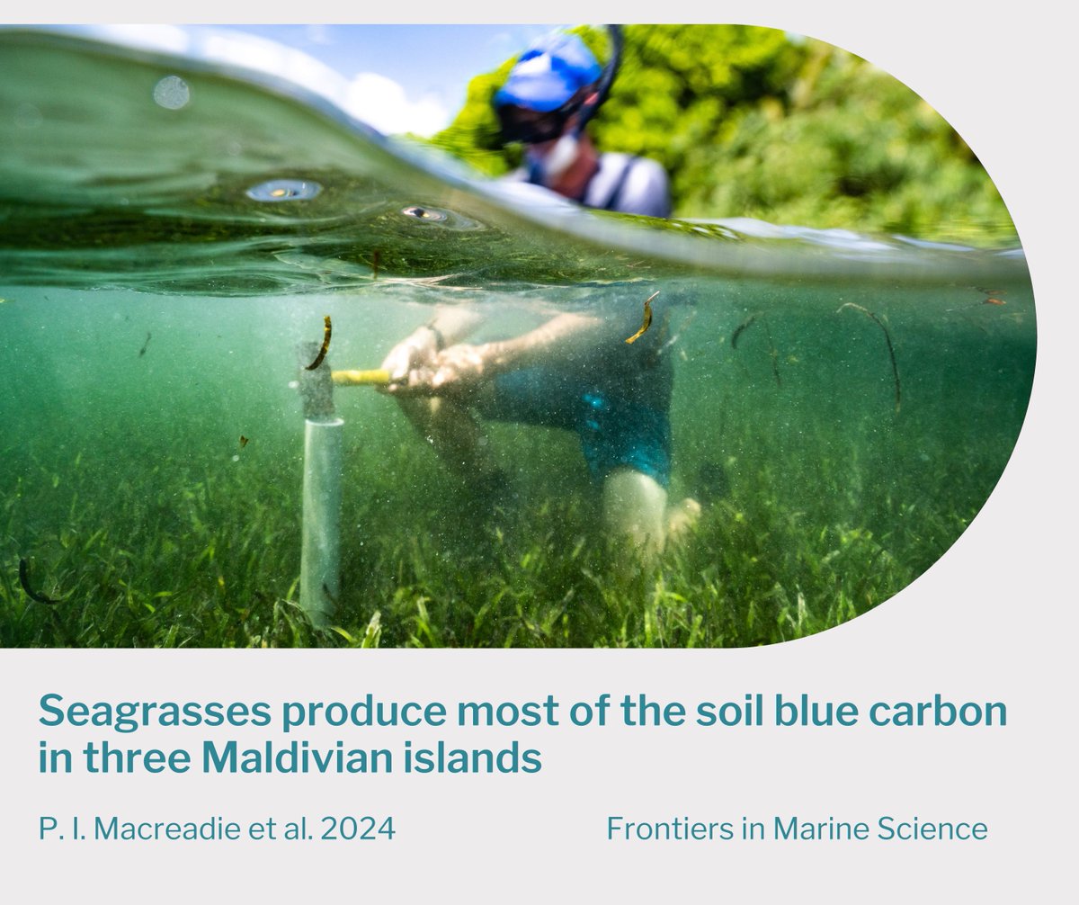 New paper explores #bluecarbon potential in the Maldives🏝️ Seagrasses emerge as the main contributors to blue carbon stocks, hinting at carbon offsetting opportunities for this small-island state #tourism💡 Read more- frontiersin.org/articles/10.33…