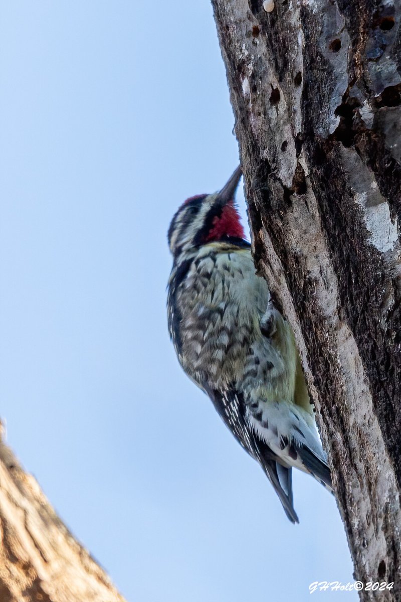 A Yellow-bellied Sapsucker early morning at Cane Creek Park in Waxhaw, NC.
#TwitterNatureCommunity #NaturePhotography #naturelovers #birding #birdphotography #wildlifephotography #yellowbelliedsapsucker #WoodpeckersofTwitter