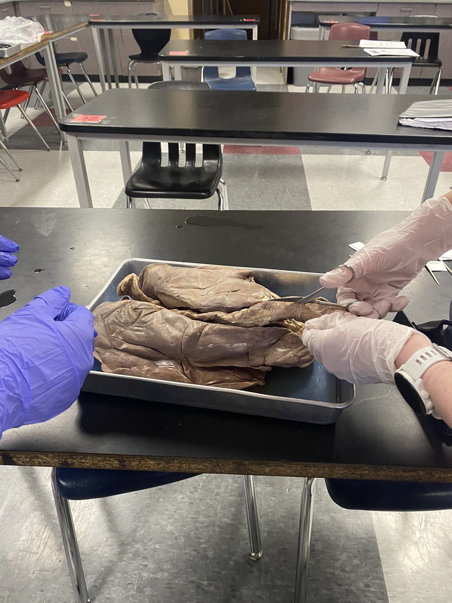 MrsDYurkovich's tweet photo. Did we do this dissection a week ago? Yes
Am I still going to share the pictures? Heck yes
SHEEP PLUCK DISSECTION https://t.co/QmCDCuq01o