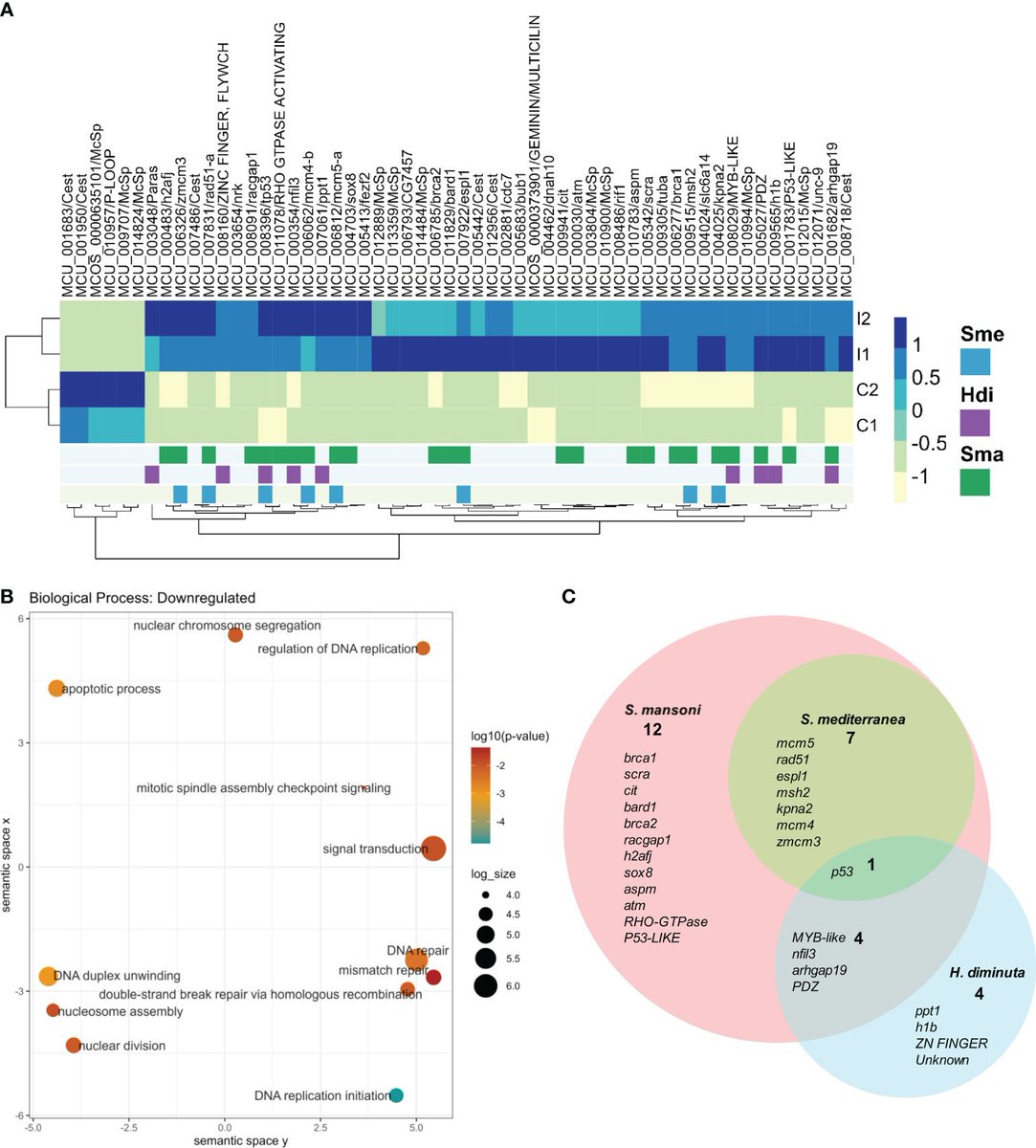 Pepe_Tort (@pepetort) on Twitter photo Finally out our transcriptomic analysis of proliferative cells of the model cestode Mesocestoides corti. Great work by <a href="/alic_cc/">Alicia Costabile</a>, Fernanda Dominguez, Ines Guarnaschelli Uriel Koziol, Matias Presa y Estela Castillo frontiersin.org/articles/10.33…. <a href="/GeneticaFmed/">Unidad Académica de Genética</a> <a href="/UbpUdelar/">Unidad de Biología Parasitaria (Udelar)</a> <a href="/FrontiersIn/">Frontiers</a> Finally out our transcriptomic analysis of proliferative cells of the model cestode Mesocestoides corti. Great work by <a href="/alic_cc/">Alicia Costabile</a>, Fernanda Dominguez, Ines Guarnaschelli Uriel Koziol, Matias Presa y Estela Castillo frontiersin.org/articles/10.33…. <a href="/GeneticaFmed/">Unidad Académica de Genética</a> <a href="/UbpUdelar/">Unidad de Biología Parasitaria (Udelar)</a> <a href="/FrontiersIn/">Frontiers</a>