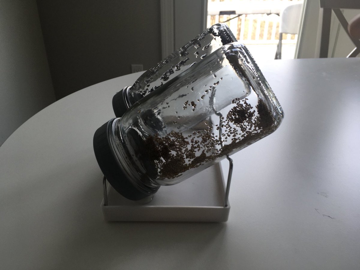 RachelVT42's tweet image. Another thing we did on our homeschooling day today is sprouting. Broccoli and alfalfa seeds here.

We do it on a regular basis, it’s a great activity to teach kids how food grows, how we have to be patient, how to measure quantities, etc.

We also use cooking activities in our