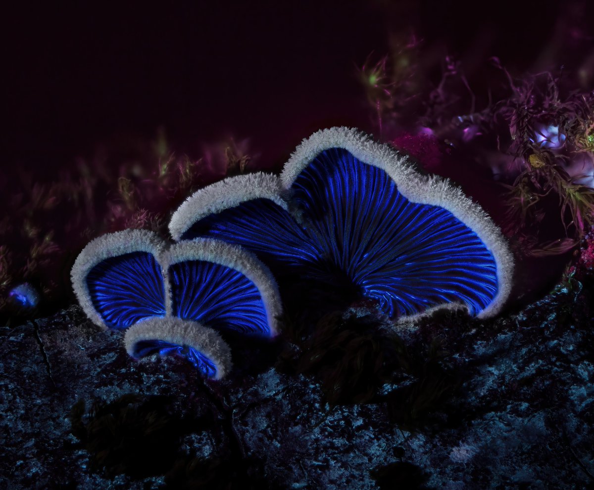 AlanRockefeller's tweet photo. Schizophyllum commune photographed a couple nights ago in 365 nm ultraviolet light. https://t.co/joCC5GmON6
