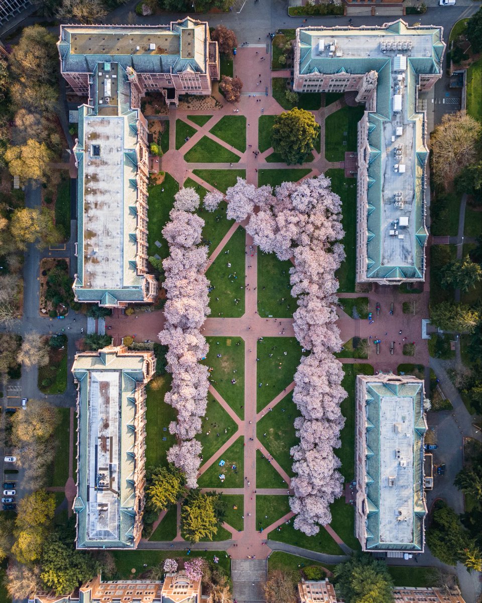 The University of Washington Quad Cherry Blossums