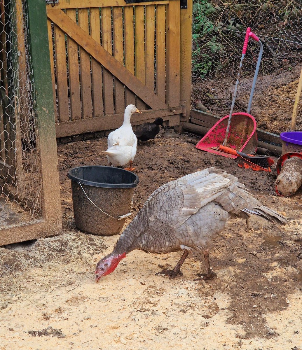 BSpaceUK's tweet photo. Theo has decided, based on Del Boy's recent (appalling) change in attitude, that she'd rather be a duck! Odd you might think 🤔 However, Theo and Del were raised alongside our ducklings as babies and their attachment has never waned https://t.co/f8UnNG83XV