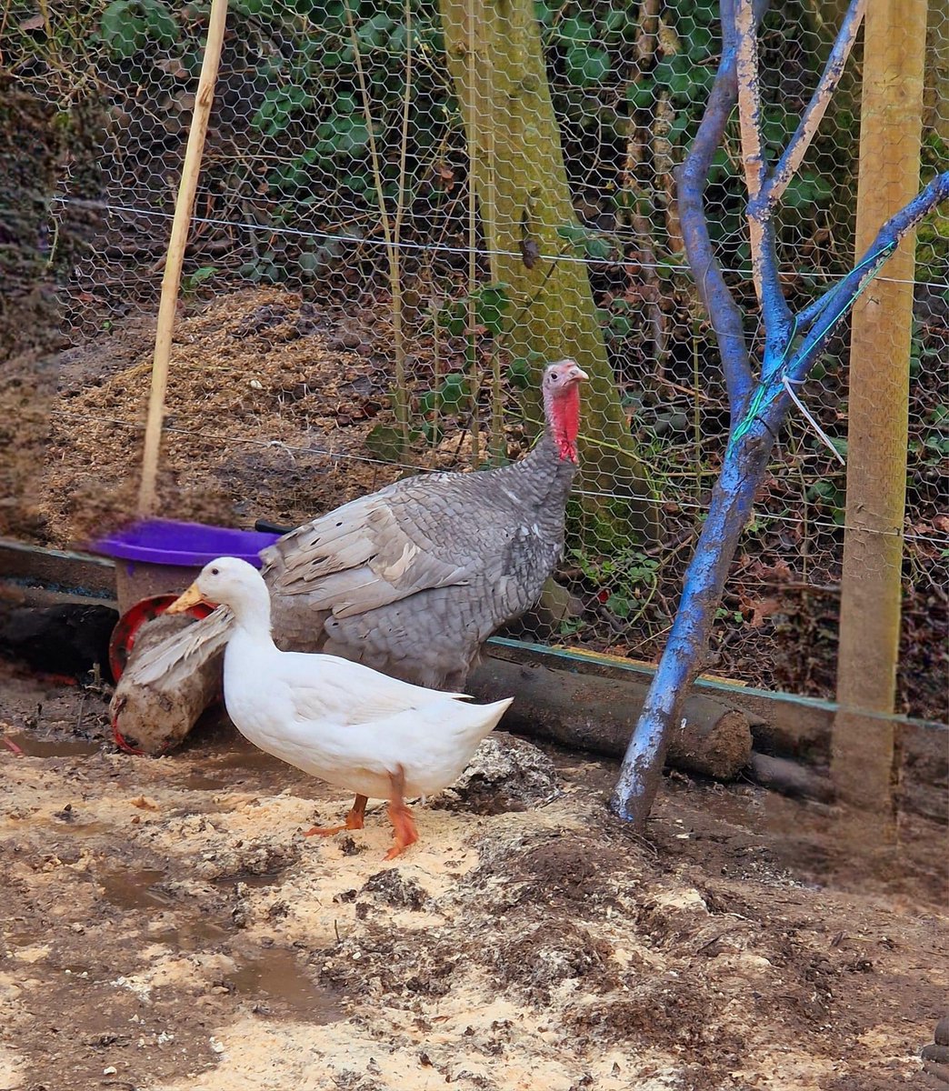 BSpaceUK's tweet photo. Theo has decided, based on Del Boy's recent (appalling) change in attitude, that she'd rather be a duck! Odd you might think 🤔 However, Theo and Del were raised alongside our ducklings as babies and their attachment has never waned https://t.co/f8UnNG83XV