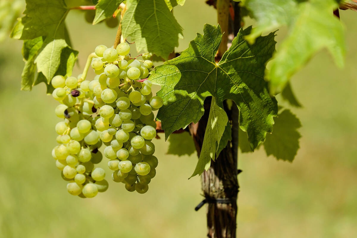 B.C. fruit and grape growers get $70M to replant damaged crops dlvr.it/T429gN