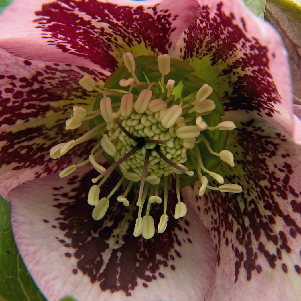 Friday 8pm on @BBCTwo. Is it a date? 🤩 #GardenersWorld #Gardening #FlowersOnFriday #Spring