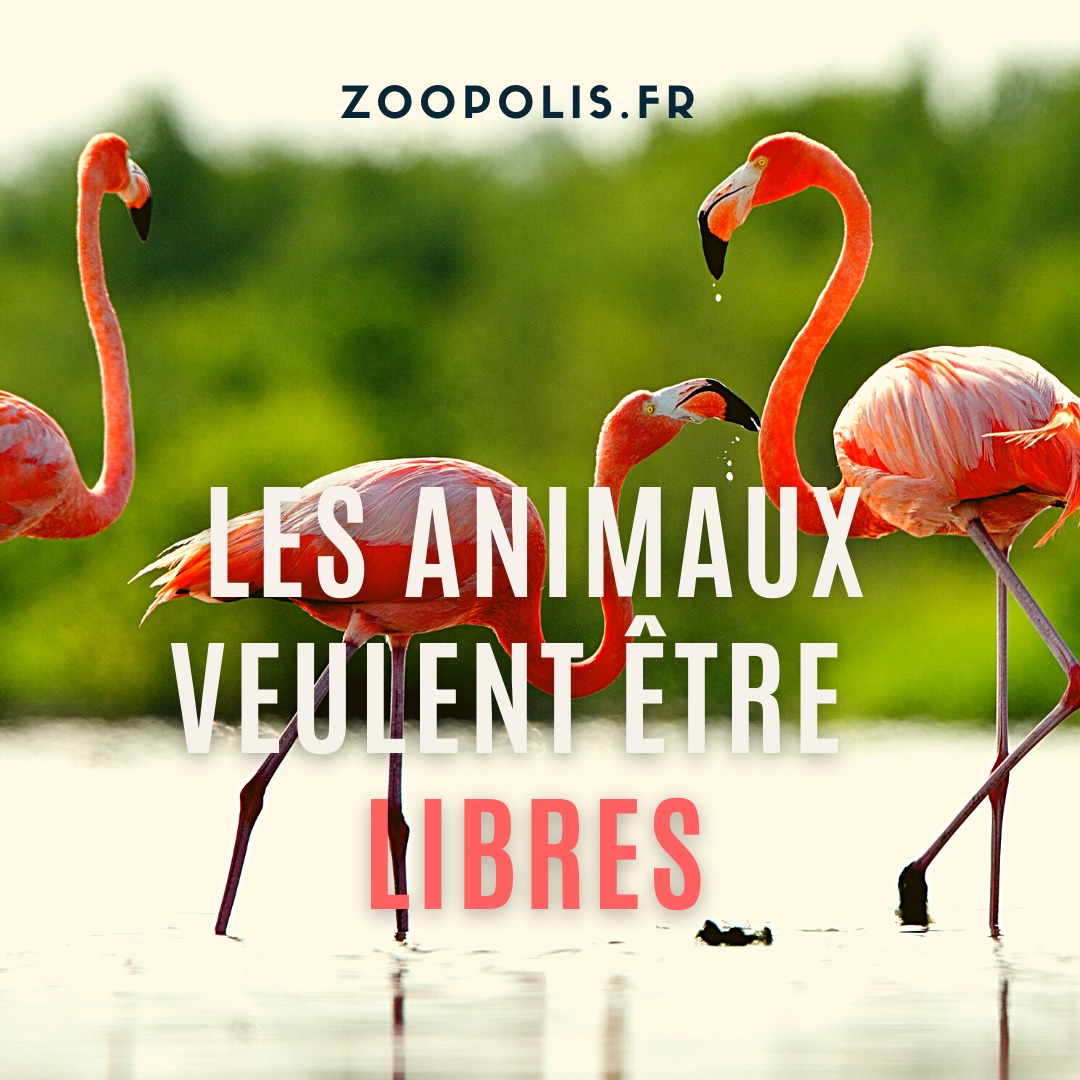 @BFMLyon Notre société va même jusqu'à mutiler les animaux (éjointage) pour les priver de liberté. Les flamants du zoo de Lyon sont éjointés. zoopolis.fr/nos-campagnes/…