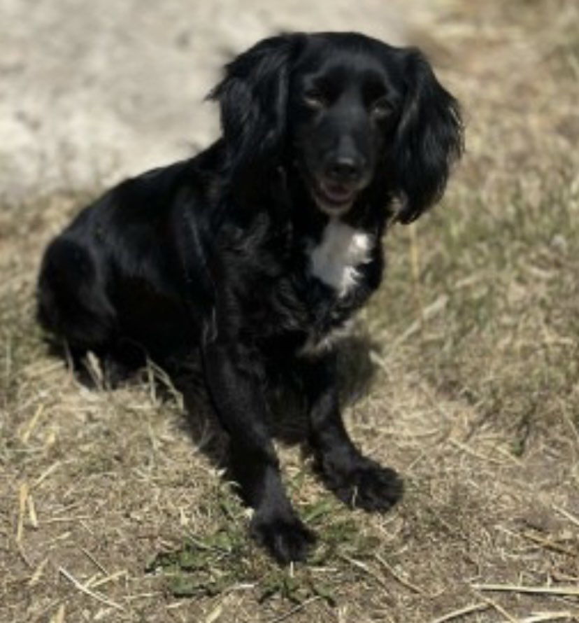 rosieDoc2's tweet photo. #SpanielHour
BONNIE missing since 25/10/23
Female/adult #CockerSpaniel
Black with white chest / am small amount of white on muzzle
CHIPPED
Telham Lane, #Battle EAST #Sussex #TN33
https://t.co/pRYsKD2wyw
@EastSussexNews @JacquiSaid @RachaelB100 @juliagarland73 @HunnyJax https://t.co/BHXNm2HVHW