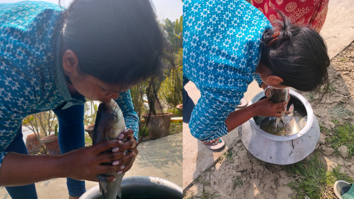 Check out this 📸 of the week demonstrating CPR in fish done by V2V Researcher, Shreya Bhattacharya. 👉 Read more about CPR in fish here: v2vglobalpartnership.org/v2v-photo-of-t…