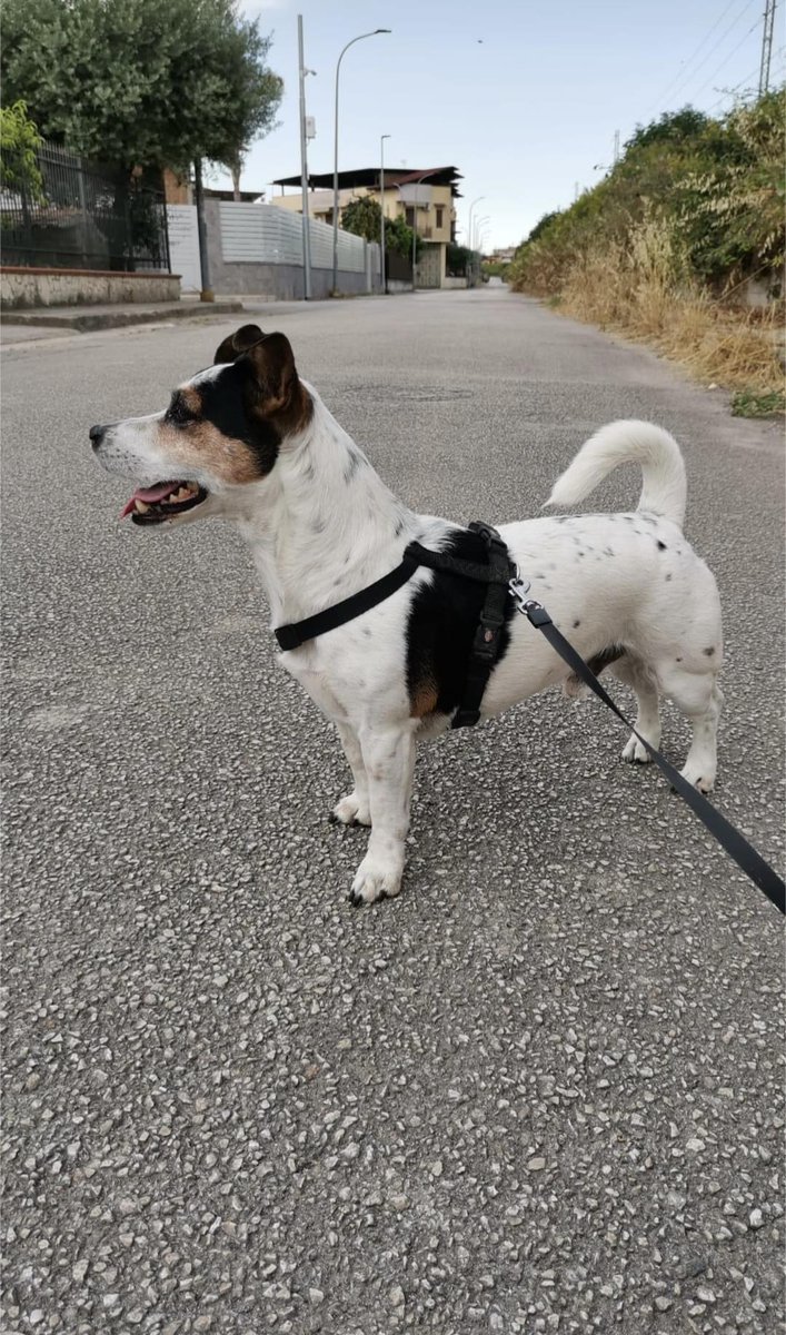 Jacky, smarrito a Teverola (provincia di Caserta), si offre ricompensa 1000€! 
Recapito telefonico:
+39 346 6769628
Condividete in massa!
@SandraCeradini <a href="/zampa_qua/">Qua la Zampa</a> <a href="/WAL_Italia/">World Animals Love</a> <a href="/amici_da/">😻I PELOSETTI DEL MARE😻 In ricordo di Zenzero ❤️</a> <a href="/Emilystellaemi2/">Emilystellaemi2</a> <a href="/ciceronemio/">Nancy 73</a> <a href="/GabriellaBargh1/">Gabriella Barghini</a> <a href="/francycognato/">Il rifugio di Francy</a>