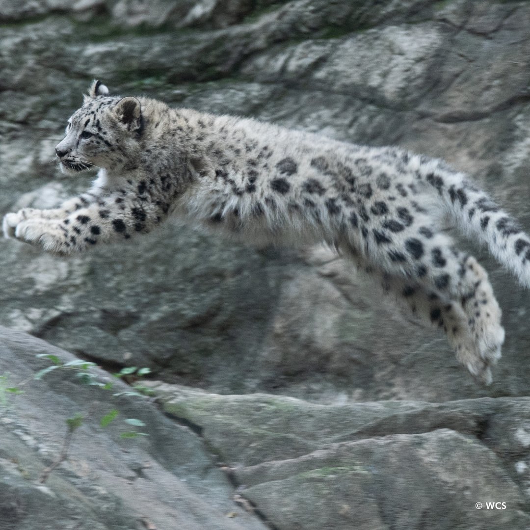 Run for the Wild is next month – are you channeling your inner snow leopard to get ready for the big day!? Whether you’re looking forward to the 5K race or the 3K Family Fun Run, the zoo is open exclusively for Run participants all morning! Register Here: bit.ly/485yfwa