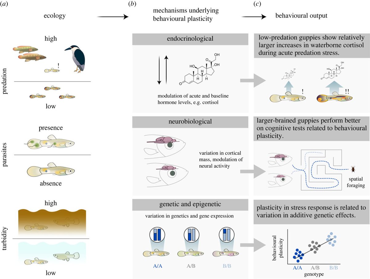 RSocPublishing's tweet photo. Insights into adaptive behavioural plasticity from the #guppy model system—a new Review in #ProcB this week: https://t.co/vtg5E8ZAyp
@JanayAFox1 @Wyatt_Toure @alexisheckley @raifinnedfishes @simonmreader @RDHBarrett https://t.co/JzW6Pa0jrL