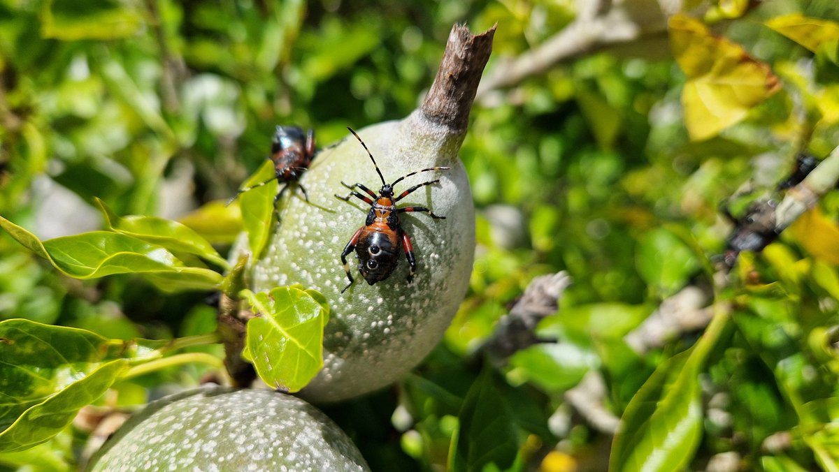 One of the highlights of our visit in Kirstenbosch. Does anyone know what this orange and black bug is called with its very distinctive two black dots on its back?