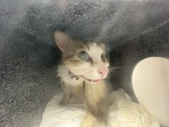 Will oldie 'Meenie' the killers beat this darling girl trusting & sweet? NYC ACC is not a fitting place for a girl so very fair of face! She can still avoid death on 05/14! If an adopter can be seen! Or pledge for rescue if you may for her lovely rescue day! 🙏 LAST CALL!