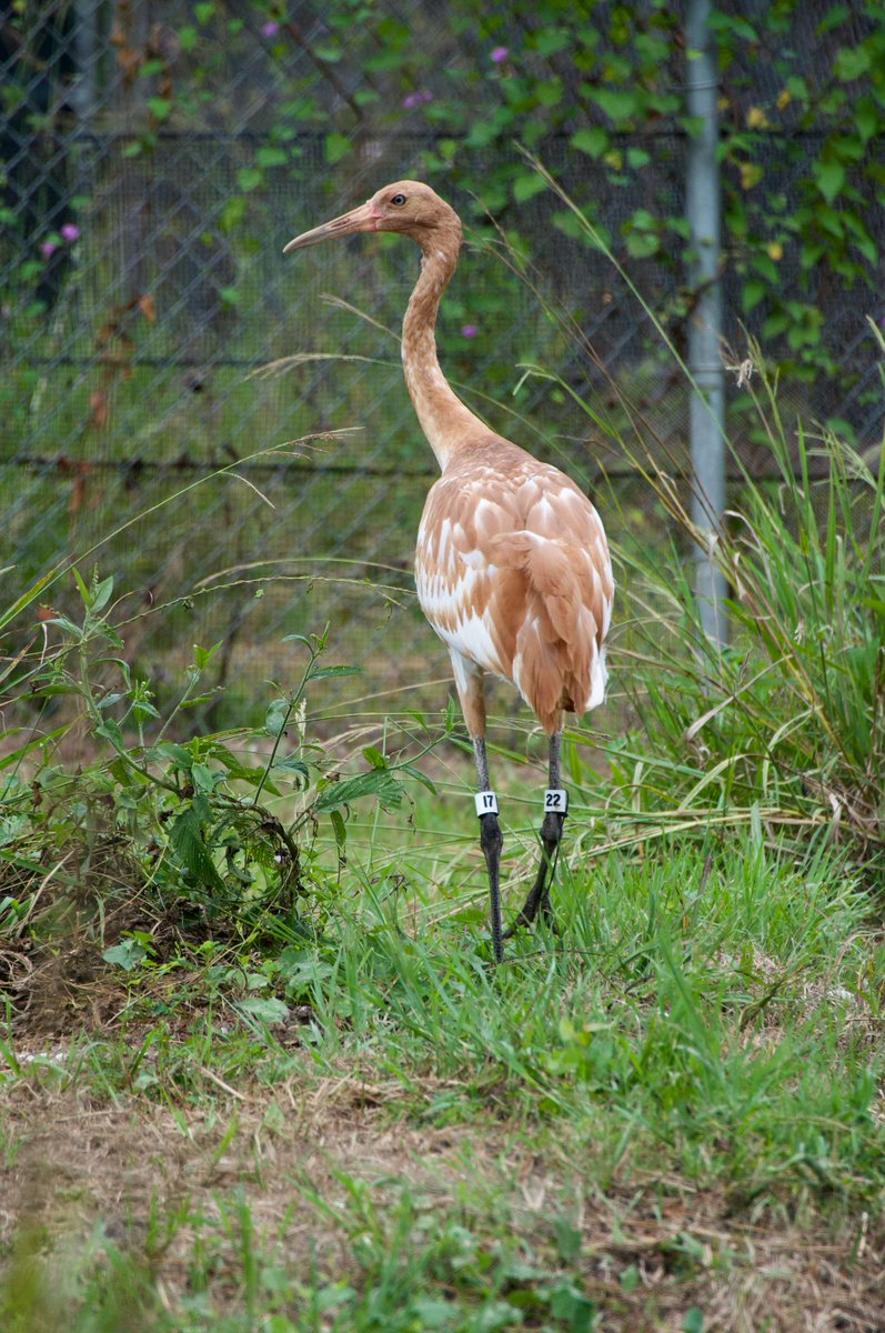It is with a heavy heart that we announce our whooping crane chick, released to the wild in November 2023, was found deceased with a fatal gunshot wound on January 9 near Mamou, Louisiana.