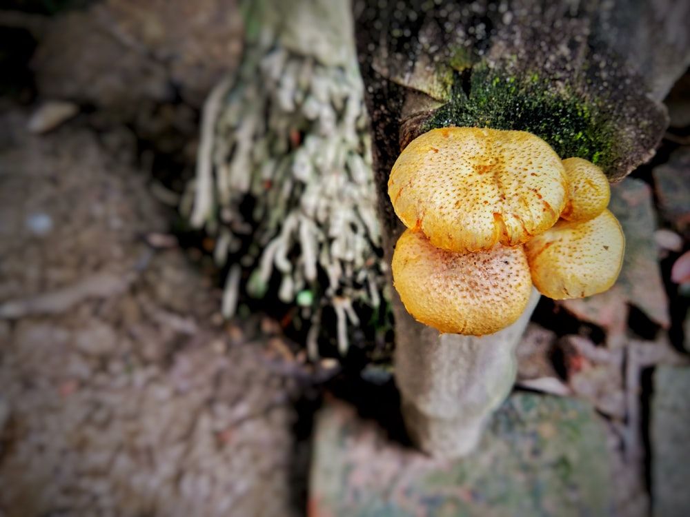 Did you know that fungi are a gardener's secret weapon? They act like a natural pesticide, protecting our plants from harmful pests. So, next time you spot some funky fungi in your garden, give 'em a high-five! 🍄✋ #GardeningInsights #FungiPower