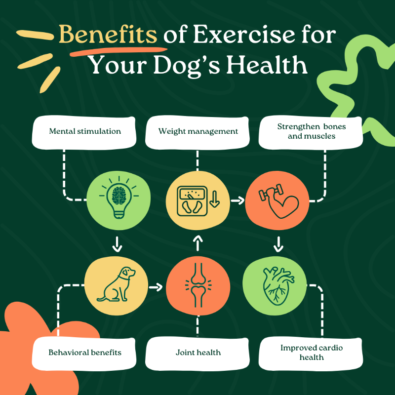 getvetsmart's tweet photo. Regular exercise is just as important for dogs as it is for humans. Here are six benefits of exercise for your dog's health inside and out.