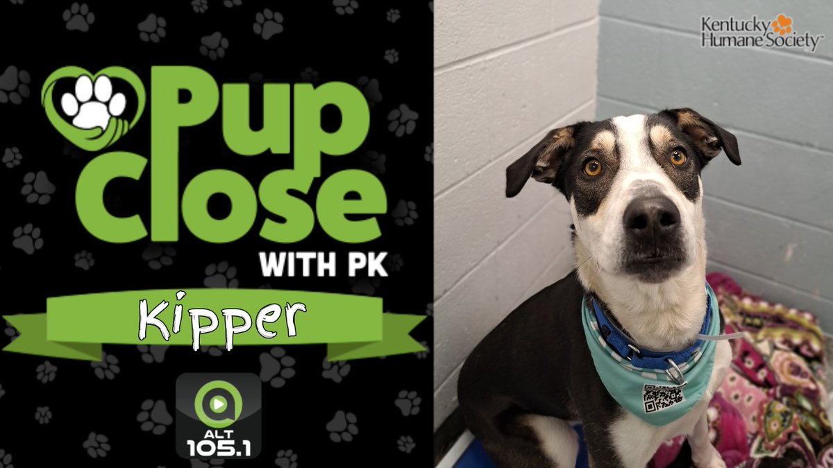 Meet Kipper, a lively and friendly one-year-old Husky mix who's got a remarkable zest for life! He's this week's #PupCloseWithPK adoptable dog of the week from @kyhumane! Find out how to add this sweet pup to your family at the link below!

alt1051.com/pup-close-with…