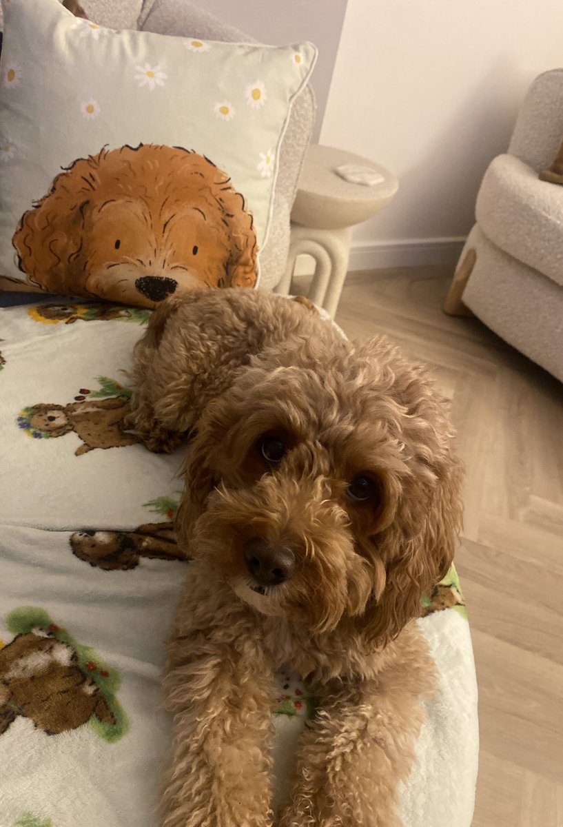 Rhianna_P's tweet photo. @Tesco dm me if you’d like a Curtis ambassador 🥺 https://t.co/lIiJkpQZHV