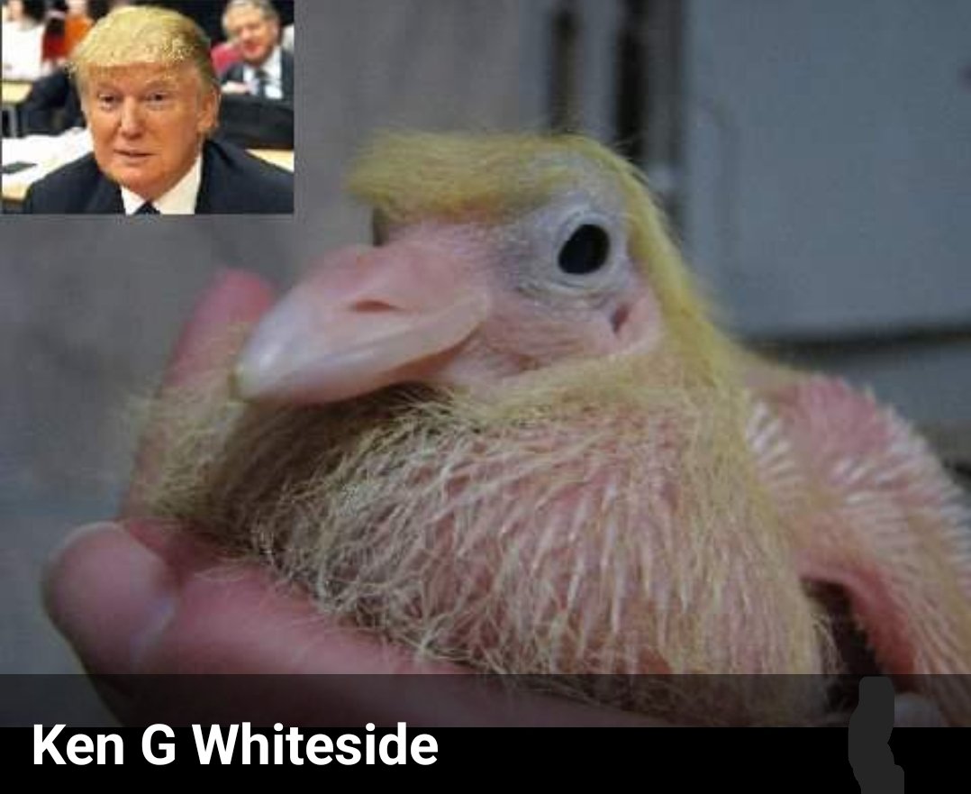 My baby birds love Trump!! 
#TRUMP2024ToSaveAmerica 
#Trump2024
#USAfirst
#Trump2024NowMorethanEver
