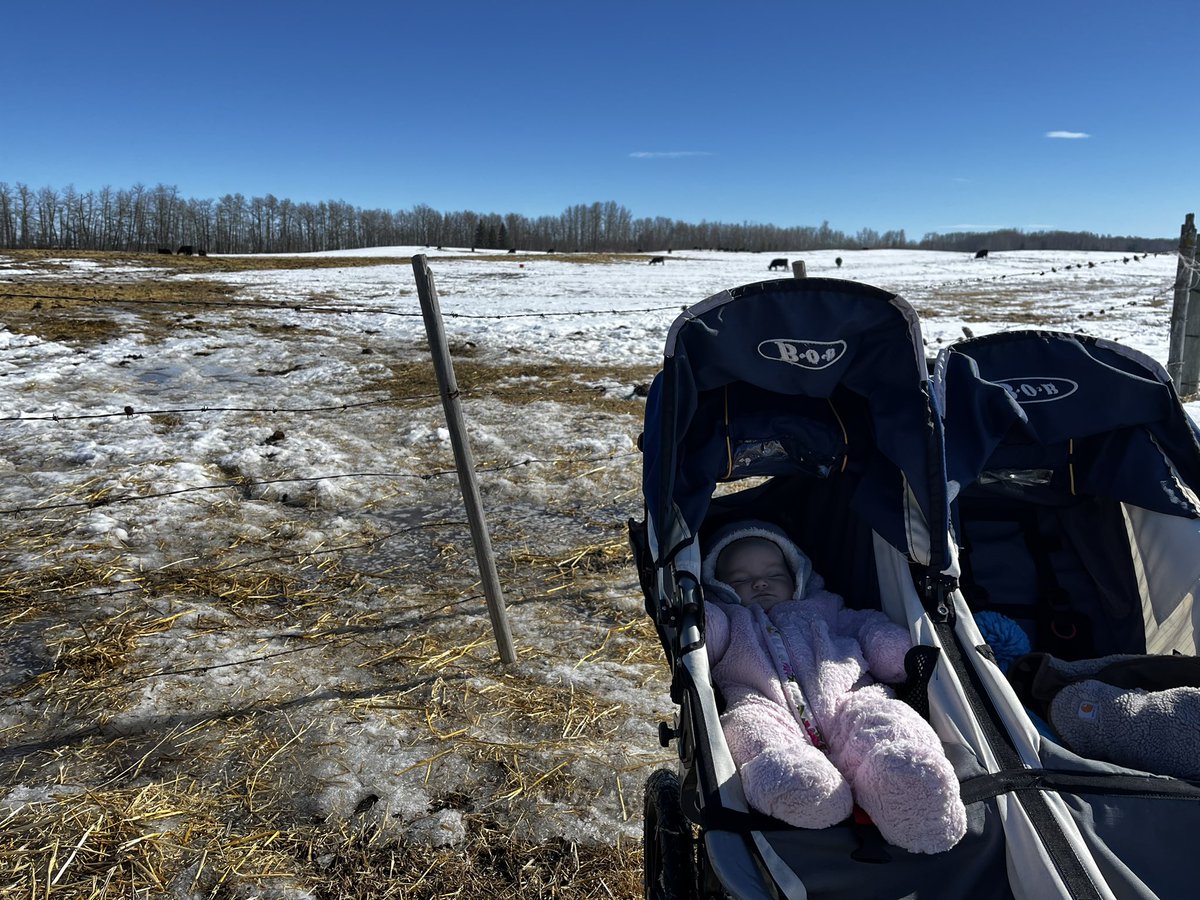jac_wolf_3's tweet image. I’m enjoying the days where they don’t fight over who gets to go in the skid steer and who has to walk and open gates with mom #notforlong