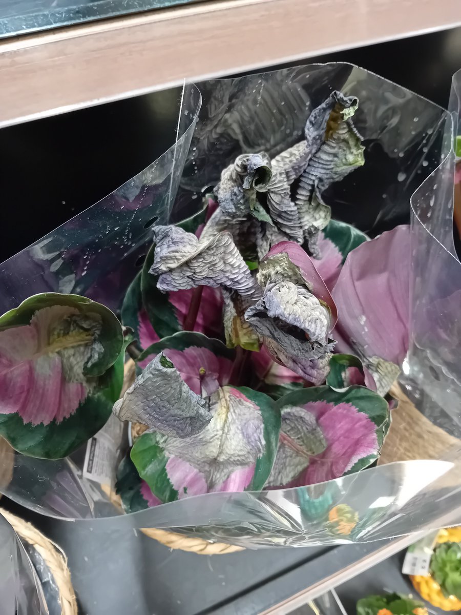 Chantelle Francis tweet media