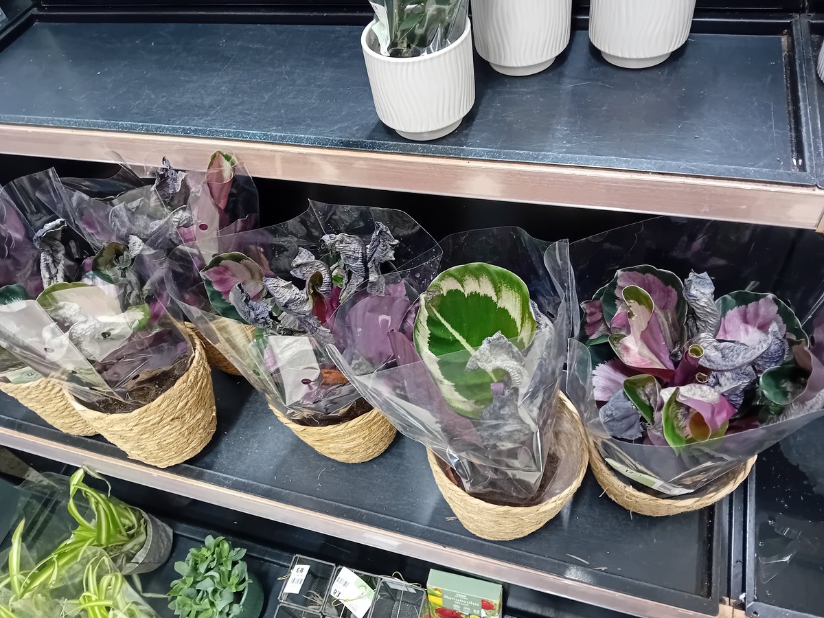 Chantelle Francis tweet media