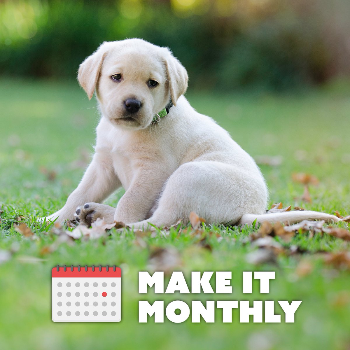 Let's sprinkle a little extra love every month! Sponsor a puppy with our Make It Monthly campaign and watch them grow, play, and thrive thanks to your support. 
Together, we're putting big smiles on both pups &amp; people! #PuppyLove #SponsorASmile #MonthlyGiving #MakeADifference