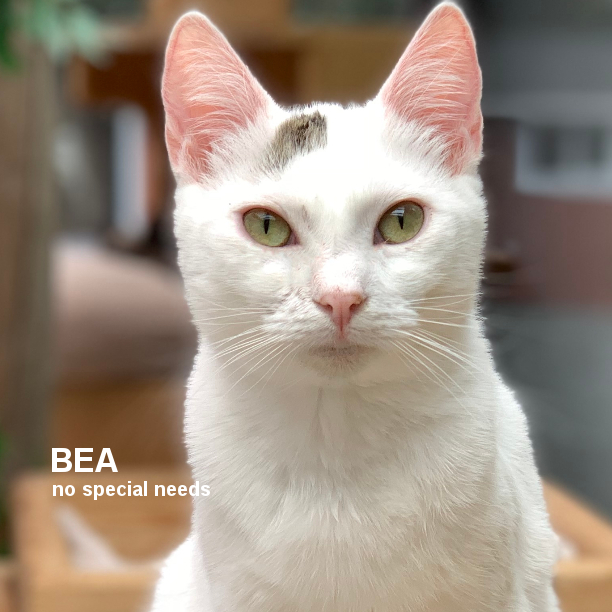 WHITE CAT WEDNESDAY! Bea is 2 years 9 months-old and the typical, playful cat who can’t seem to run out of energy. Bea LOVES to chase the spring toy. Keeps her entertained for hours. Bea will make a wonderful addition to any family! #snapcats #whitecatsrule #whitecatsociety