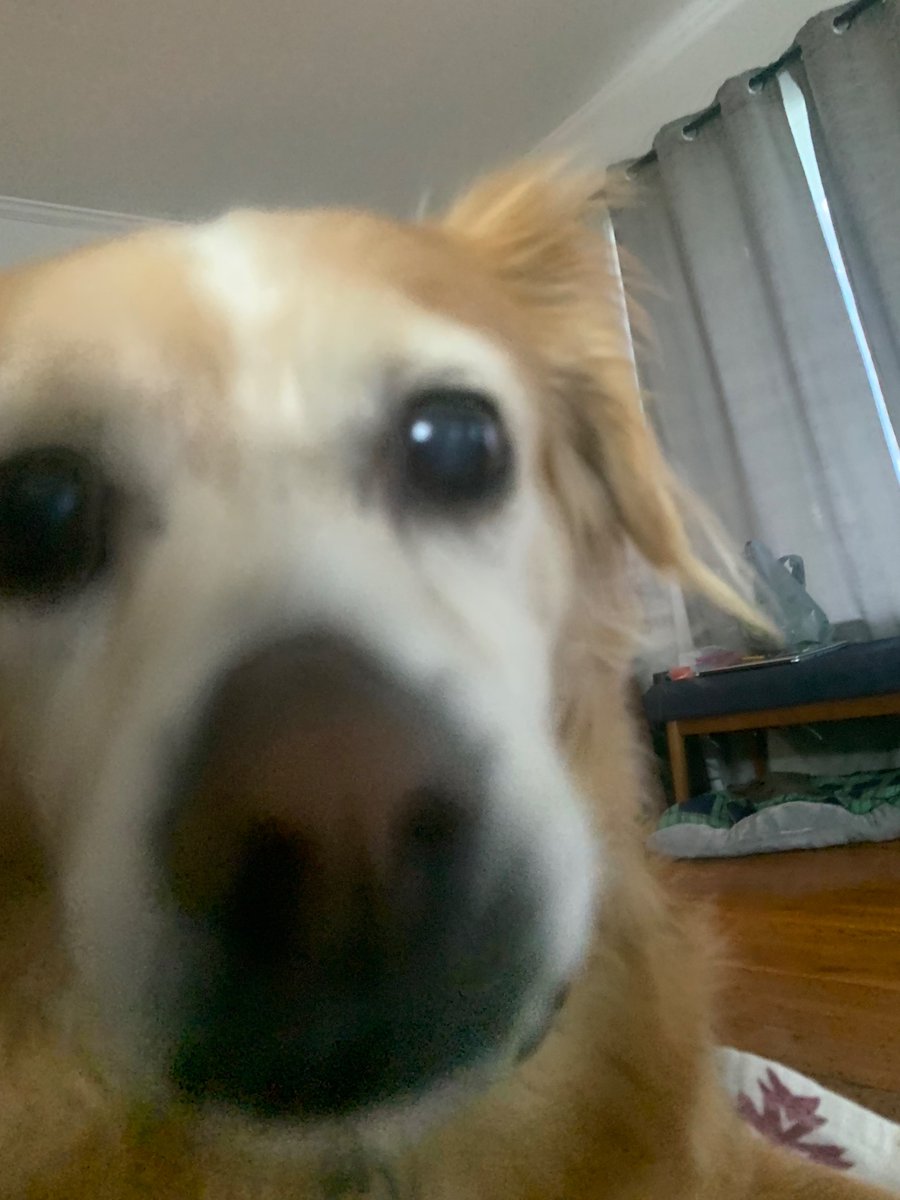 sunlessstars's tweet photo. beau wanted to say hi https://t.co/KP2yW98be9