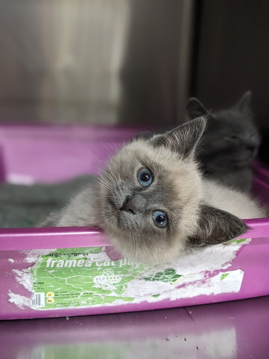 📣Delayed   Open Notice for tomorrow - Friday,   March 15, 2024:
 
    *Our Shelter Services, including the Adoption Center, will open at 1 p.m.   🐾
 
    *Our Veterinary Hospital will open at 8 a.m. 🩺