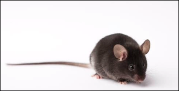 CureDisease's tweet photo. Research in mice identifies genetic ‘switch’ that can control anxiety
https://t.co/SOgNShgWCv #animalresearch #mouseresearch https://t.co/cSpVrROP7u